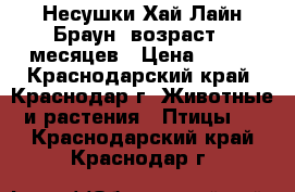 Несушки Хай-Лайн Браун, возраст 5 месяцев › Цена ­ 195 - Краснодарский край, Краснодар г. Животные и растения » Птицы   . Краснодарский край,Краснодар г.